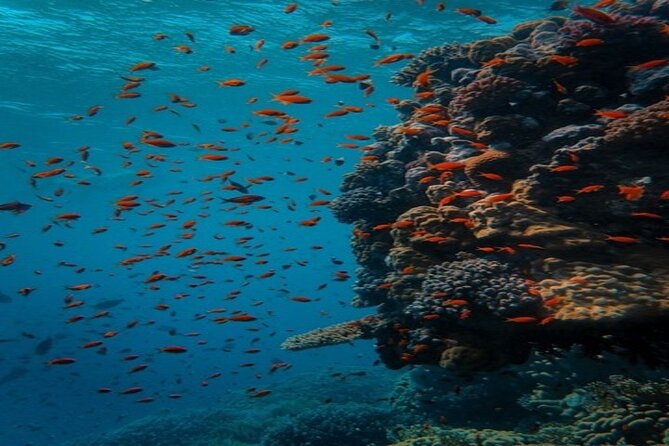 Full Day Diving for Beginners with Lunch in Hurghada - What the $18 price really covers