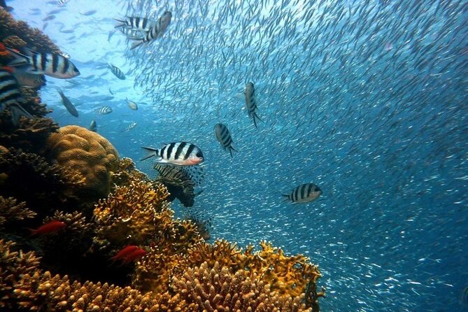 Full Day Diving for Beginners with Lunch in Hurghada - Who will get the most from this trip