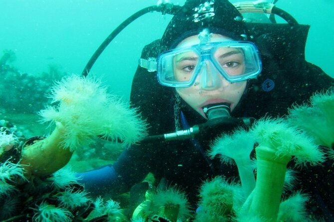Full Day Diving for Beginners with Lunch in Hurghada - Practical details before you book