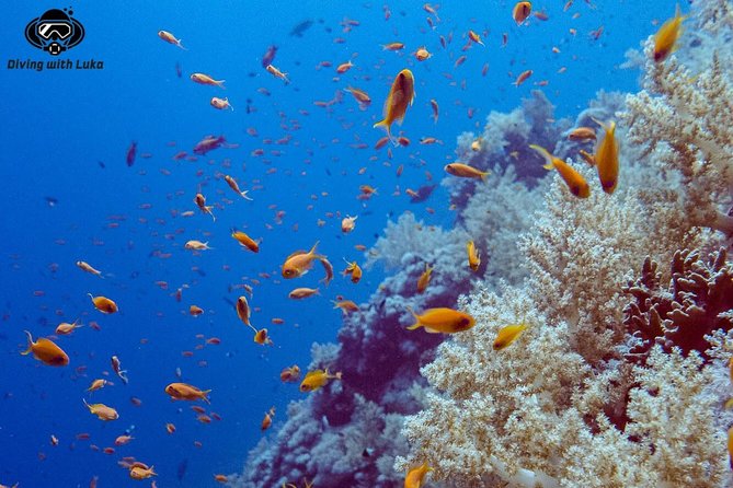 Full day diving with private guide, lunch drinks transportation - What the 8:30 a.m. start means