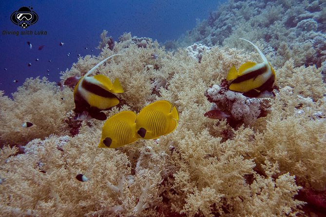 Full day diving with private guide, lunch drinks transportation - A private guide instead of a standard group format