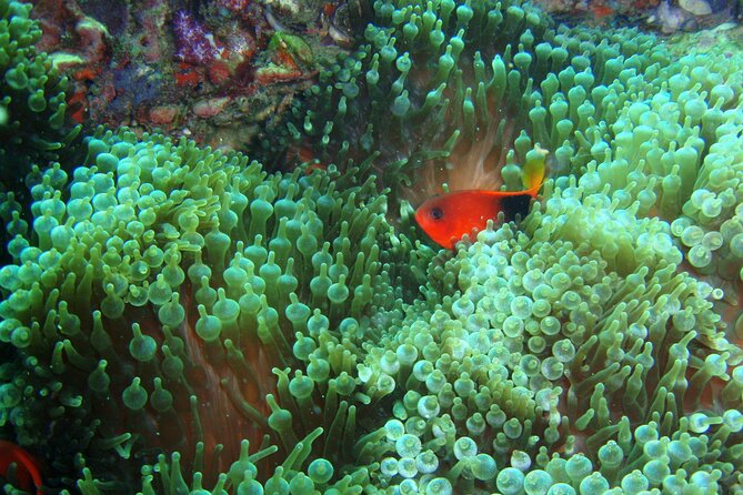 Full-Day Koh Phi Phi Scuba Diving Course from Phuket - What this Koh Phi Phi day is really like