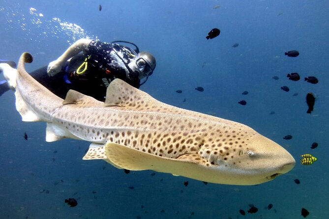Full-Day Koh Phi Phi Scuba Diving Course from Phuket - Ko Bida Nok and the Phi Phi bays