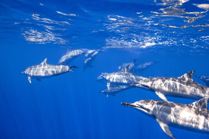 Full Day on Boat with 2 Dives in the Marine Parks of Sharm - Staff, safety, and the feel of the center
