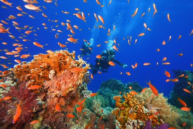 Full Day on Boat with 2 Dives in the Marine Parks of Sharm - Who will get the most from this day