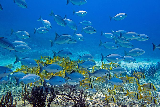 Full-Day Playa del Carmen Reef Diving Activity - Why this Playa del Carmen reef trip suits beginners