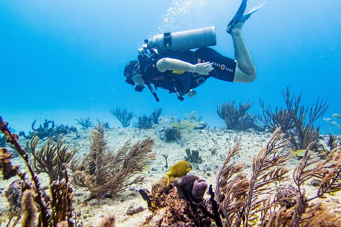 Full-Day Playa del Carmen Reef Diving Activity - A 10-minute boat ride to shallow reefs