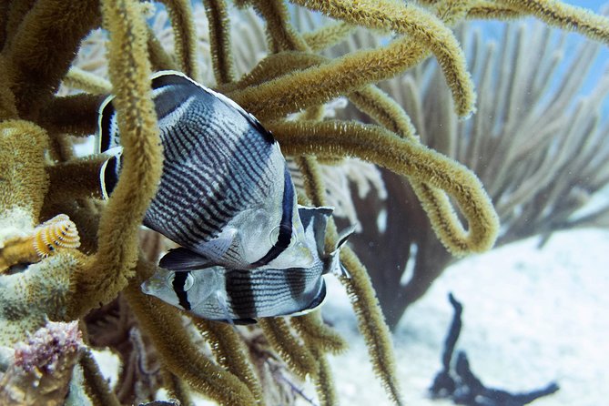 Full-Day Playa del Carmen Reef Diving Activity - A calm start at Reef marina