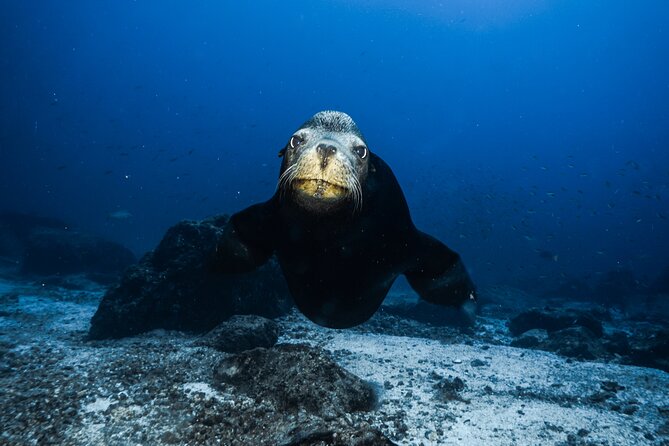 Full Day Private Scuba Diving in Espiritu Santo Island - A private boat makes the day easier
