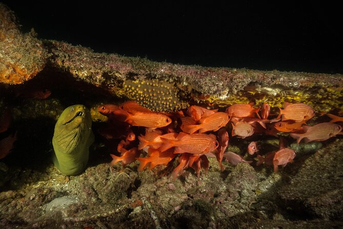 Full Day Private Scuba Diving in Espiritu Santo Island - Lunch, ceviche, and dietary needs