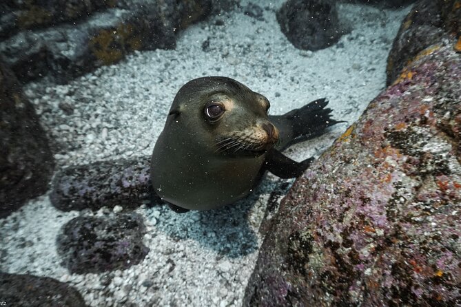 Full Day Private Scuba Diving in Espiritu Santo Island - Is $1,161.64 good value for up to five people?