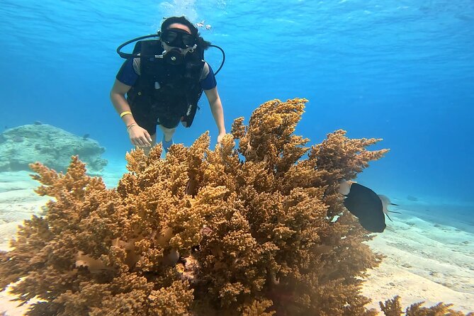 Full Day Scuba Diving Boat Trip for Professional Divers_Hurghada - What the strongest feedback tells me