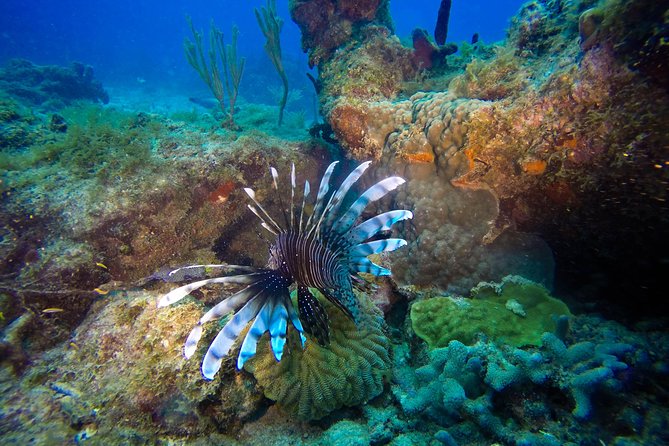 Full-Day Scuba Diving Catalina Island Tour from Bavaro - What the $130.50 price really covers