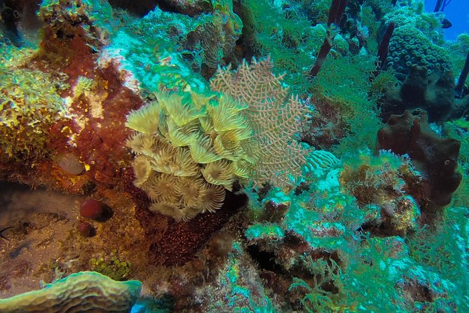 Full-Day Scuba Diving Catalina Island Tour from Bavaro - The Aquarium brings a different kind of wildlife