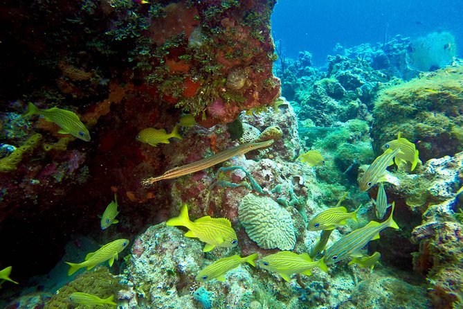 Full-Day Scuba Diving Catalina Island Tour from Bavaro - Group size, communication, and the pace of the day