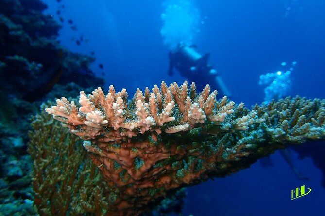 Full-Day Scuba Diving Experience of USAT Liberty in Tulamben - What the $134 price covers