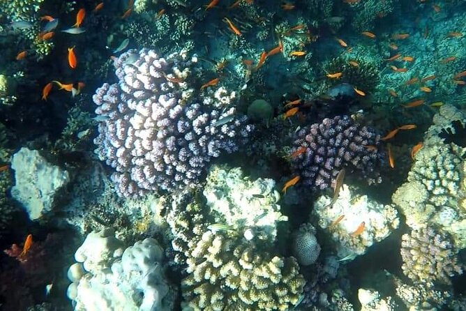 Full-Day Scuba Diving Tour in Hurghada with Lunch & Pick-Up - Two Red Sea sites in one long morning and afternoon