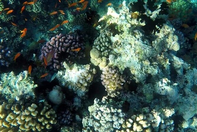 Full-Day Scuba Diving Tour in Hurghada with Lunch & Pick-Up - Practical booking advice for your day on the Red Sea