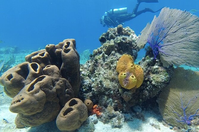 Fun Dive Machine in Playa del Carmen or Cozumel-For Certificates - Key points to know before booking