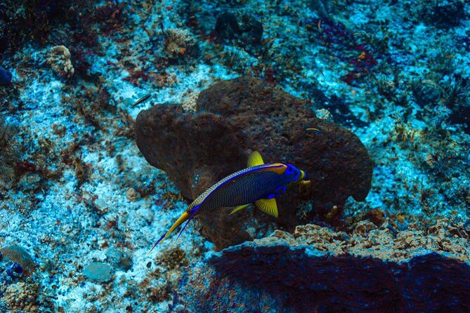 Fun Dive Machine in Playa del Carmen or Cozumel-For Certificates - Cozumel’s walls and clear water