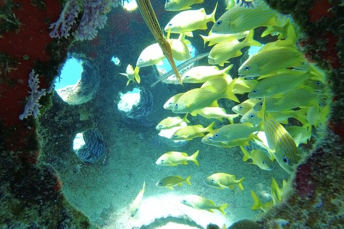 Fun Dive Machine in Playa del Carmen or Cozumel-For Certificates - The guides make the difference
