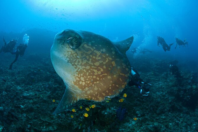 Fun Dive Nusa Penida Bali - For Certified Divers - Why Nusa Penida makes a good three-site day