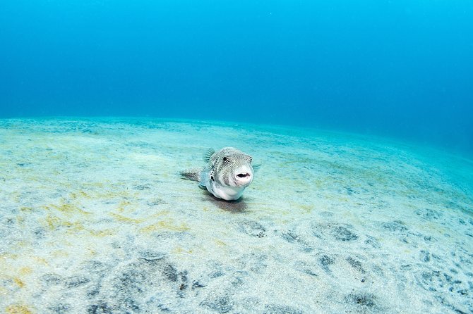 Fun Dive Nusa Penida Bali - For Certified Divers - Crystal Bay, clear water, and Mola Mola season