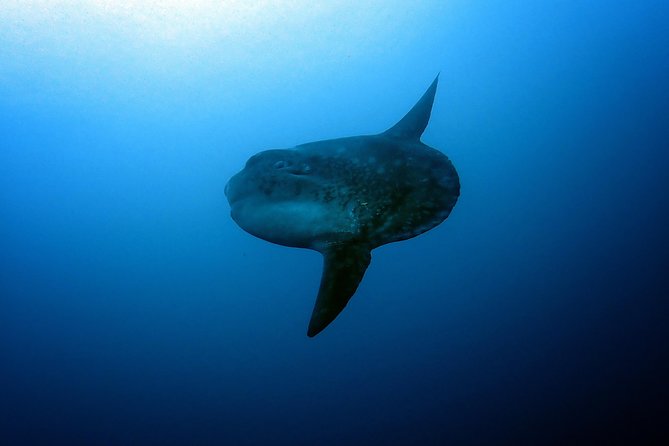 Fun Dive Nusa Penida Bali - For Certified Divers - SD and the northern reef drift