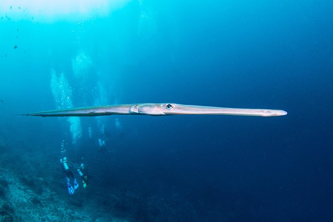 Fun Dive Nusa Penida Bali - For Certified Divers - Lunch, equipment, and what the $278.28 covers