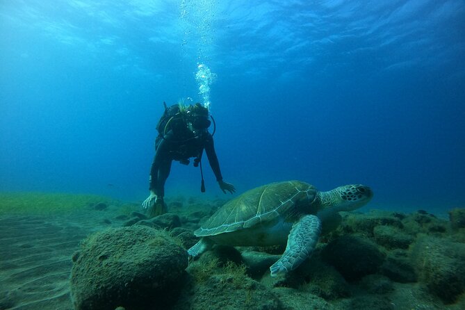 Fun Dive With Scuba Point in Los Cristianos - What this Los Cristianos scuba trip is really like