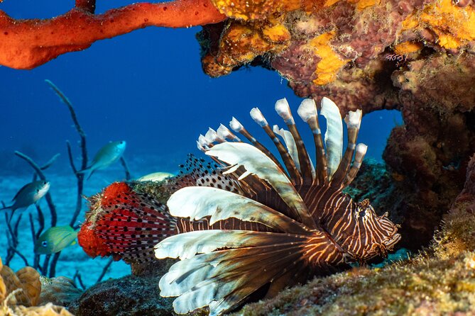Fun dives Cozumel south marine park - First underwater outing: walls, coral, and drifting