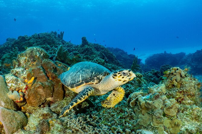 Fun dives Cozumel south marine park - What the $105 price really covers