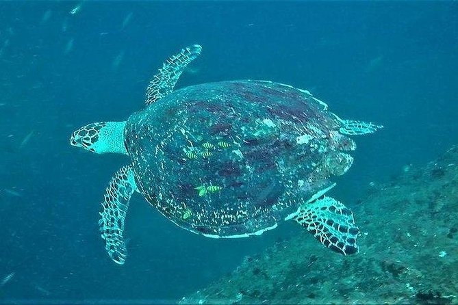 Fun Dives For Certified Divers - At a Glance: What Makes This Nilaveli Scuba Trip Useful