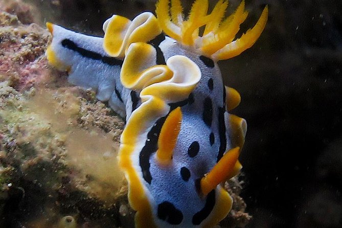 Fun Dives - Guided Dives for Certified Divers - Coral, fish, and realistic visibility expectations