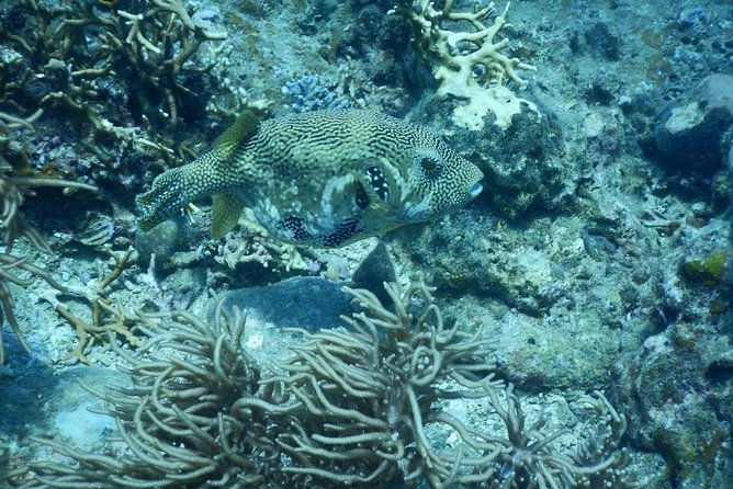 Fun Dives - Guided Dives for Certified Divers - Why the four-person limit matters