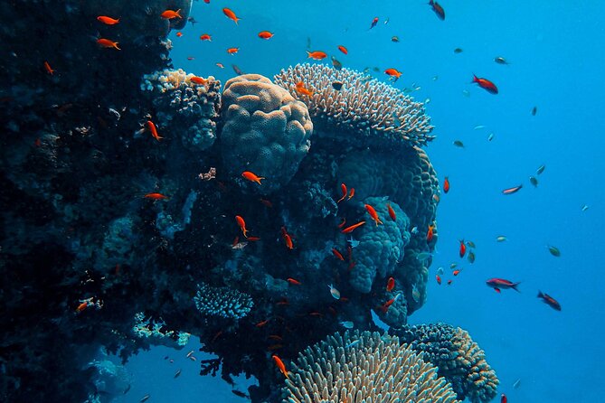 Fun Diving for Certified Divers at Phu Quoc Islands - Leaving Phu Quoc early for An Thoi Marine Park