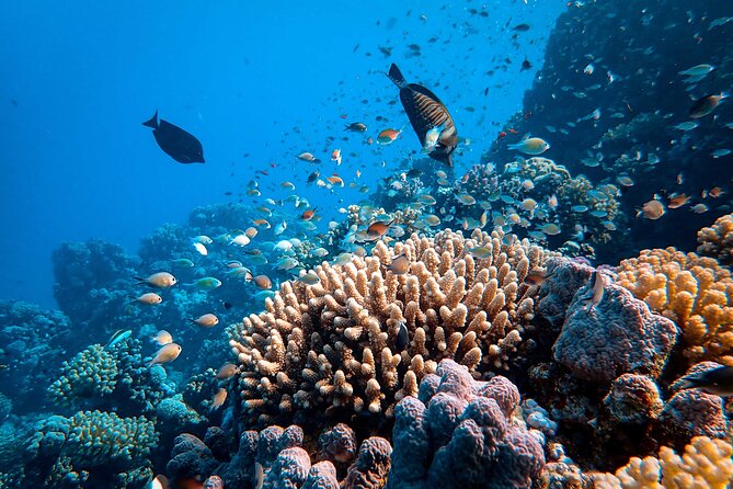 Fun Diving for Certified Divers at Phu Quoc Islands - Equipment, safety, and the underwater session
