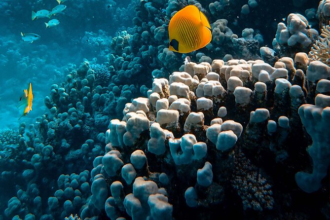 Fun Diving for Certified Divers at Phu Quoc Islands - What the small-group setup means underwater