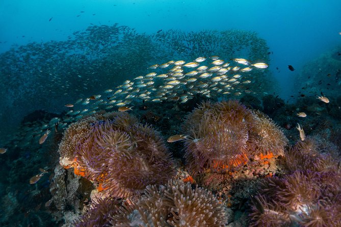 Fun Diving Packages (Certified Divers) - Choosing 7 am or 1 pm