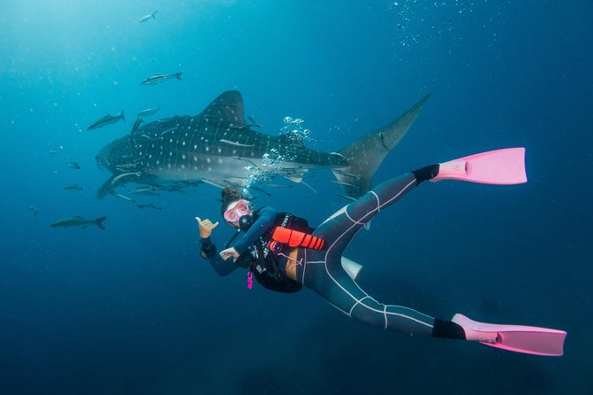 Fun Diving Packages (Certified Divers) - Cancellation and booking timing