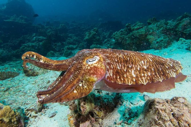 Fun Diving Safari Day Trip From Koh Lanta - Certified Divers - The low-season route to Ko Bida Nok