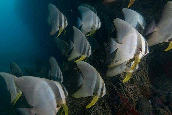 Fun Diving Safari Day Trip From Koh Lanta - Certified Divers - Marine life and the guide-to-guest balance