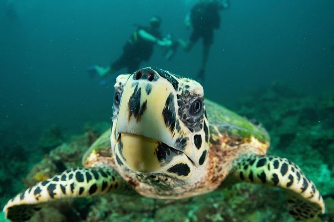 Fun Diving Safari Day Trip From Koh Lanta - Certified Divers - Who will enjoy this Koh Lanta day