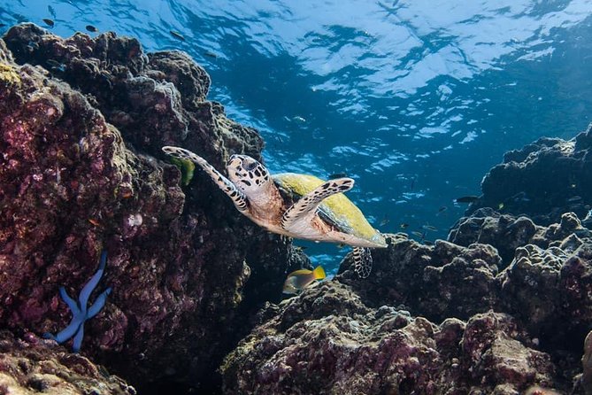 Fun Diving Safari Day Trip From Koh Lanta - Certified Divers - Booking, weather, and the final call