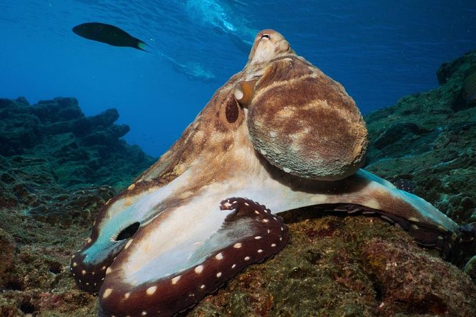 Fun Diving Safari Day Trip From Koh Lanta - Certified Divers - What the five-island Koh Haa trip offers