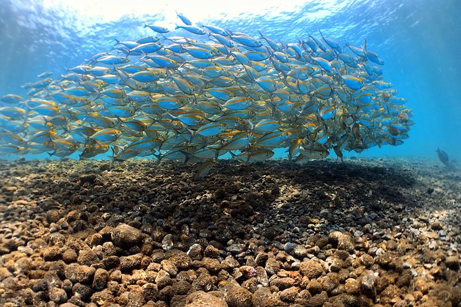 Fun Diving Tulamben Bali - For Certified Divers - What you may see around the Liberty