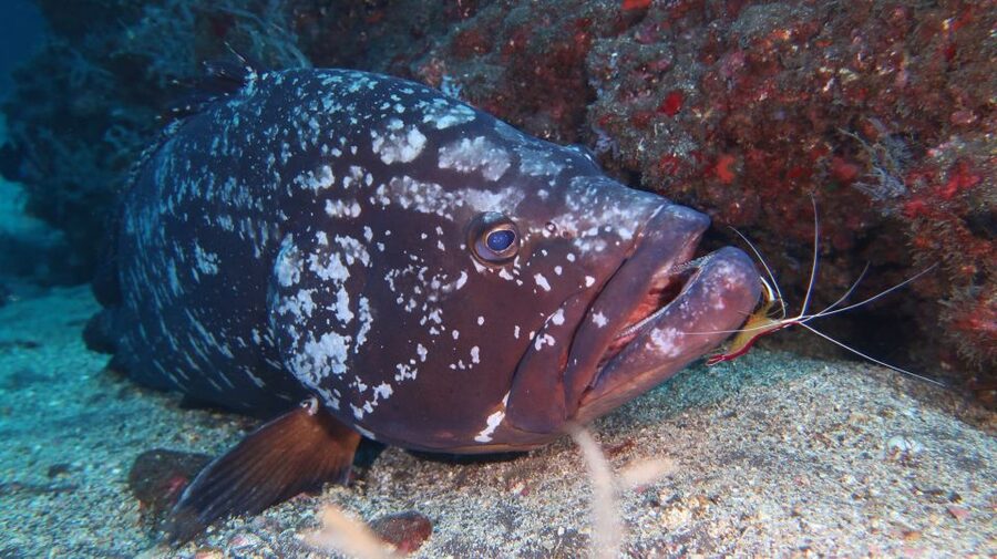 Funchal: Advanced Scuba Diving Afonso Cerqueira Wreck - Marine life on the protected reef