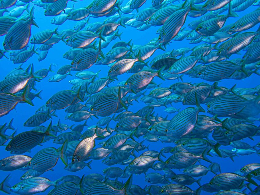 Funchal: Advanced Scuba Diving Afonso Cerqueira Wreck - Who should book this wreck outing?
