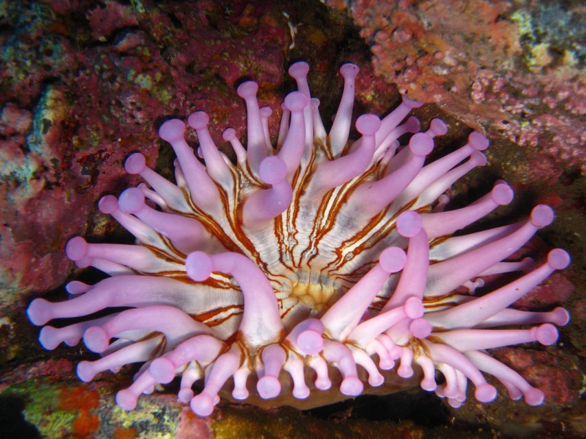 Funchal: Certified Scuba Diving, Guided Tour - Should you book this Funchal shore session?