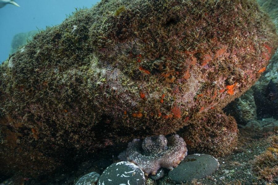 Funchal: Certified Scuba Diving, Guided Tour - One hour in Funchal’s protected Atlantic waters
